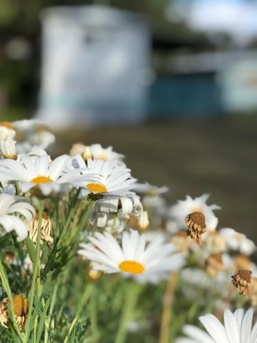 Lazy Days Caravan Park1