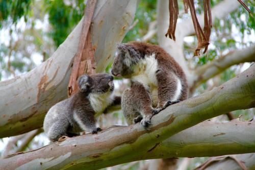 Bimbi Park - Camping Under Koalas1