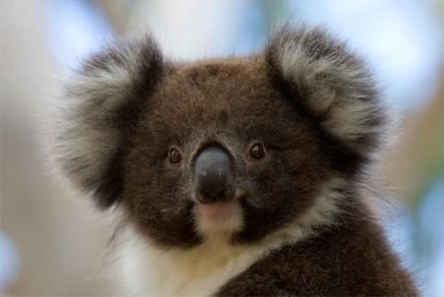 Bimbi Park - Camping Under Koalas0