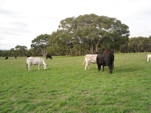 Wenton Farm Holiday Cottages2