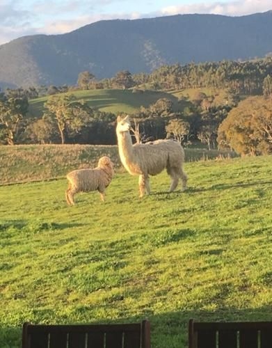Wirraway Farm-stay4