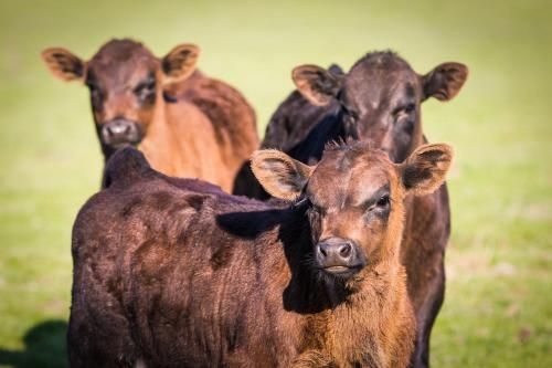 Fellcroft Farmstay4