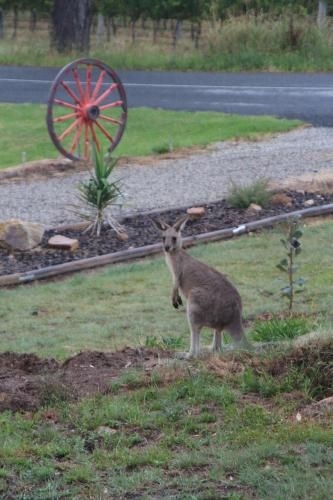 A Stanthorpe Getaway3