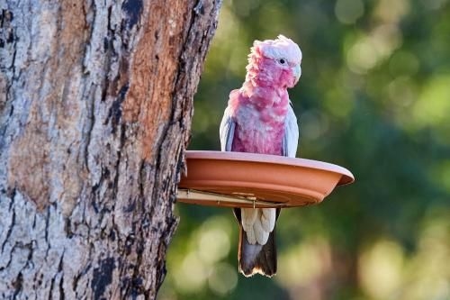 A Stanthorpe Getaway2