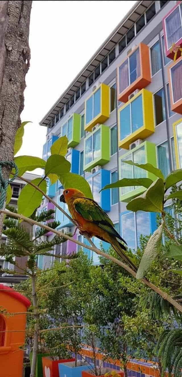 เรนโบว์ แมนชั่น (Rainbow mansion)0