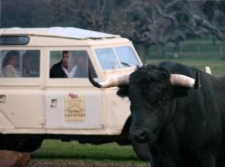 Faenas Camperas1