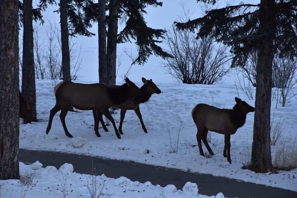 Rundle Cliffs Lodge