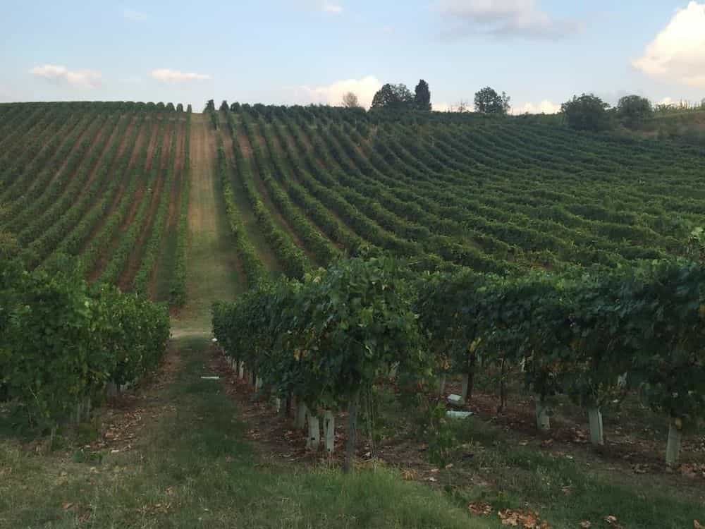 Agriturismo Borgo delle Vigne