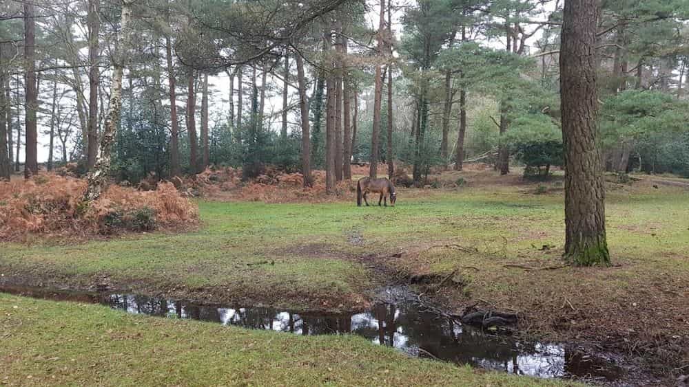 New Forest Lodge New Forest Lodge