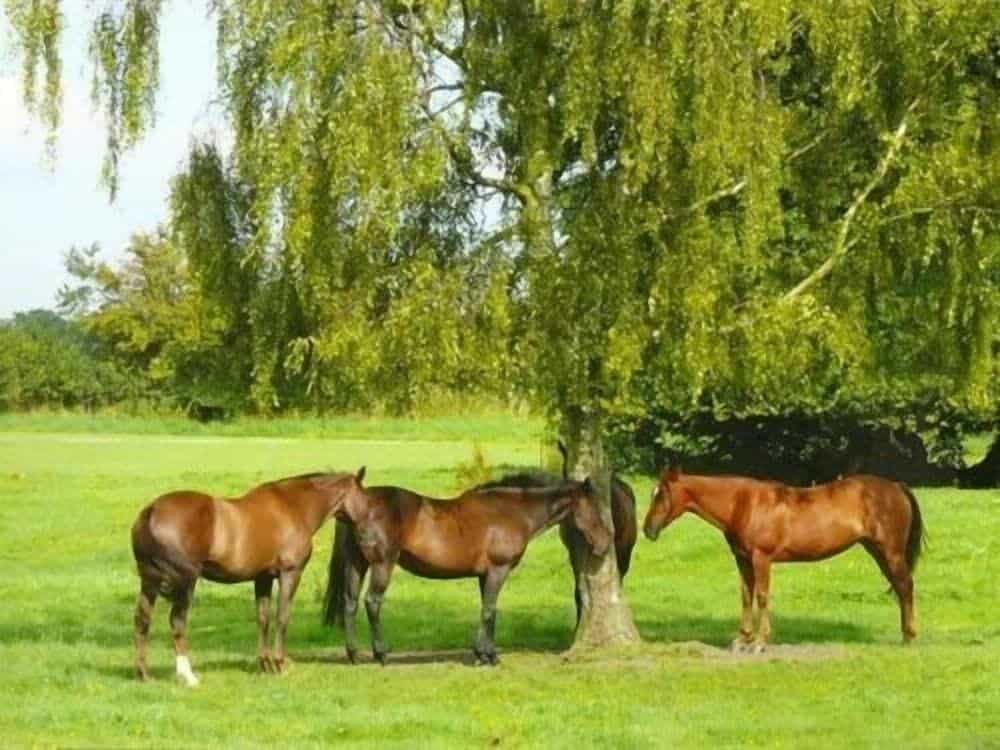 Blounts Court Farm - B&B
