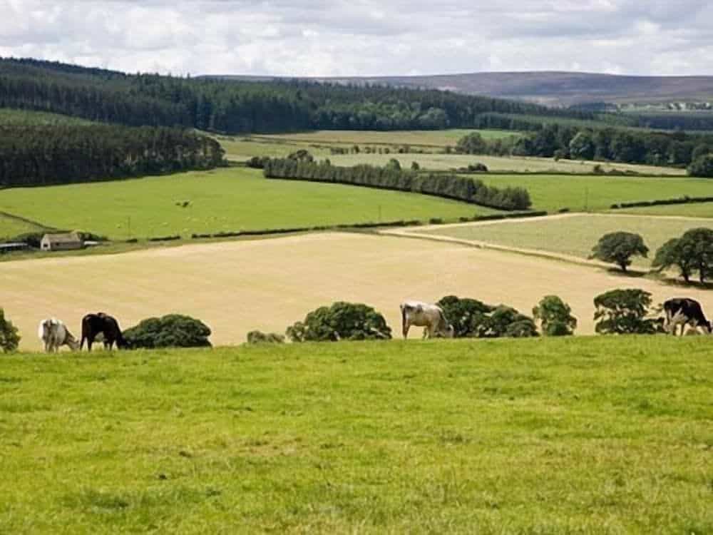 Rye Hill Farm