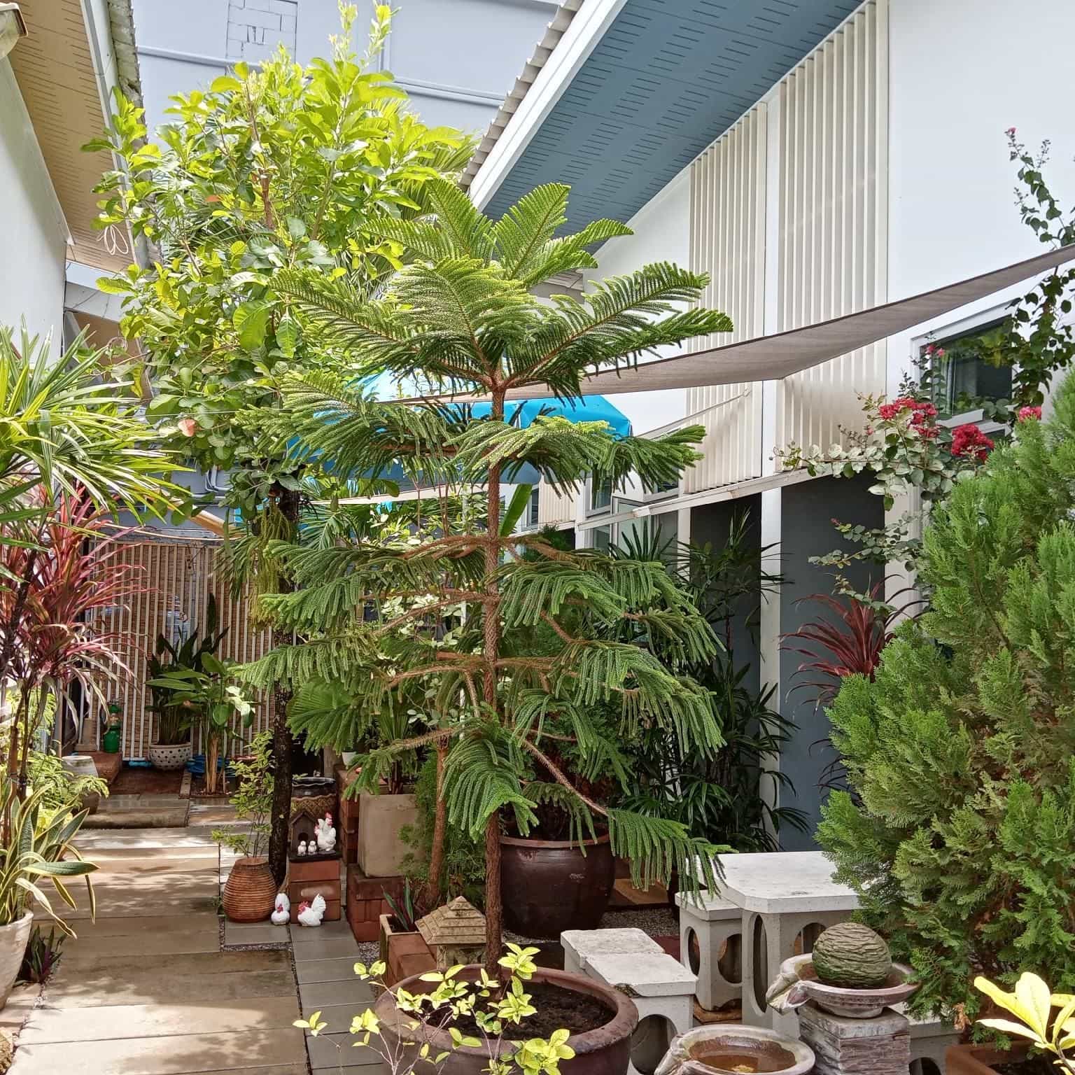 Daddy's Home Guesthouse Huahin