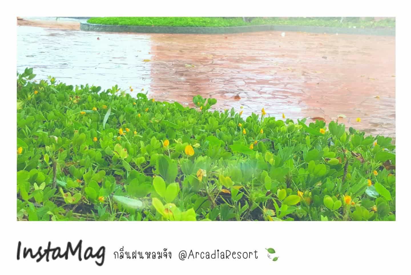 อาคาเดีย รีสอร์ท อาคาเดีย รีสอร์ท