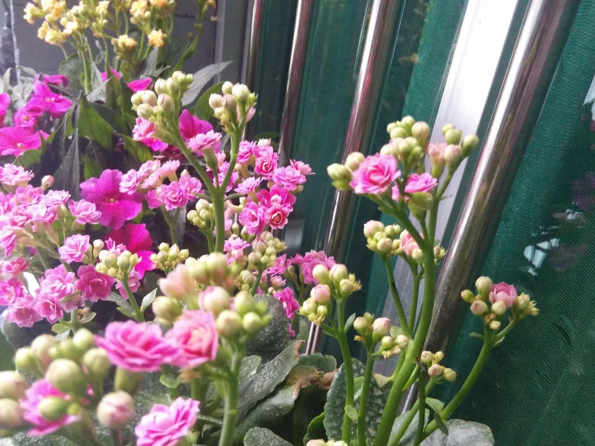 ซีอาน อีสต์วูด อินน์