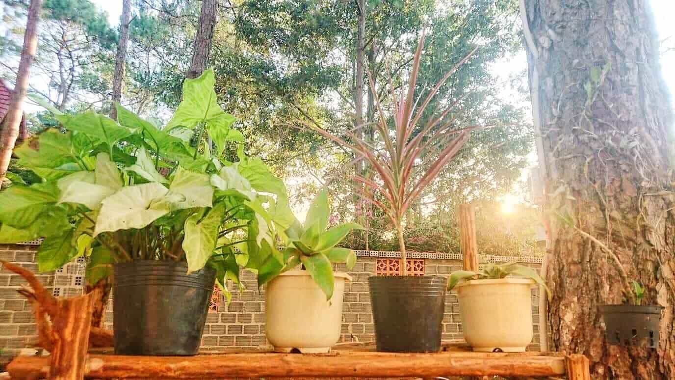 La Maison homestay Mang Den