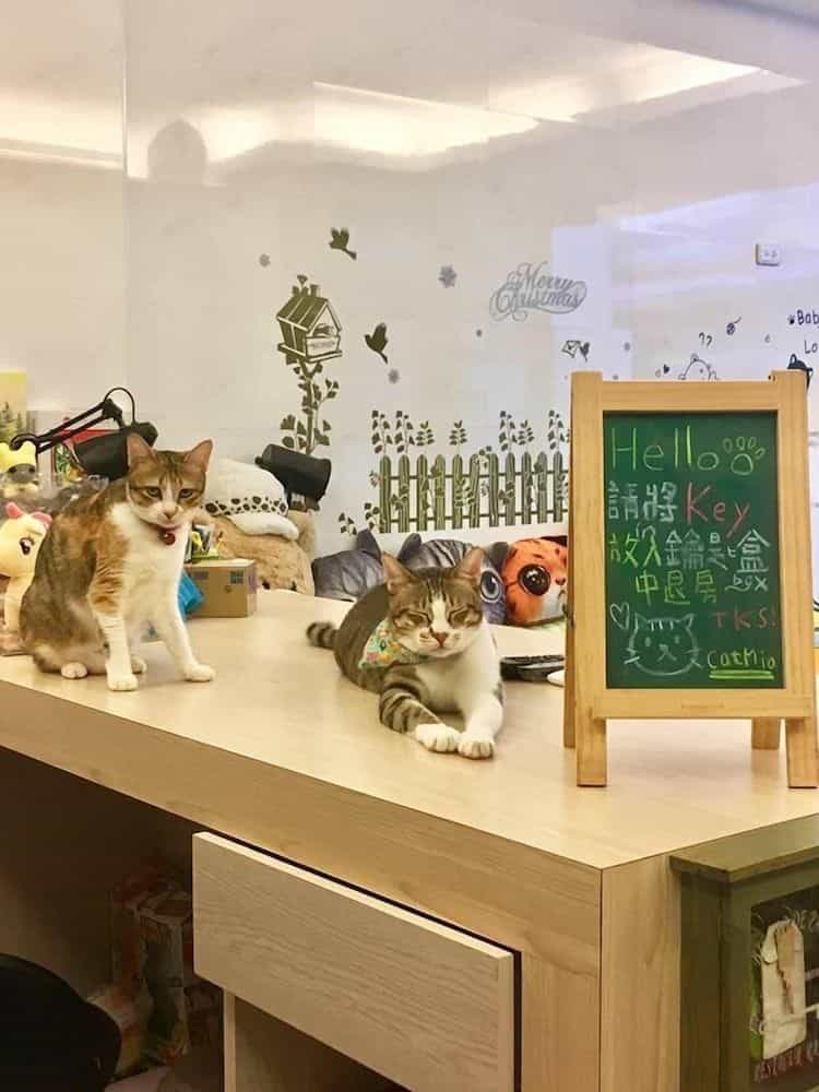 Cat Mia Hostel