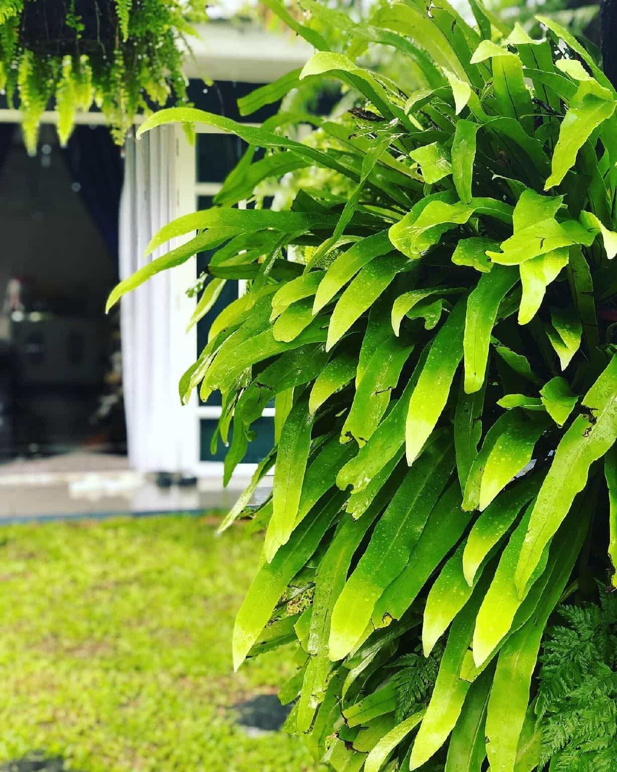 บ้านจามจุรี รีสอร์ท สัตหีบ บ้านจามจุรี รีสอร์ท สัตหีบ