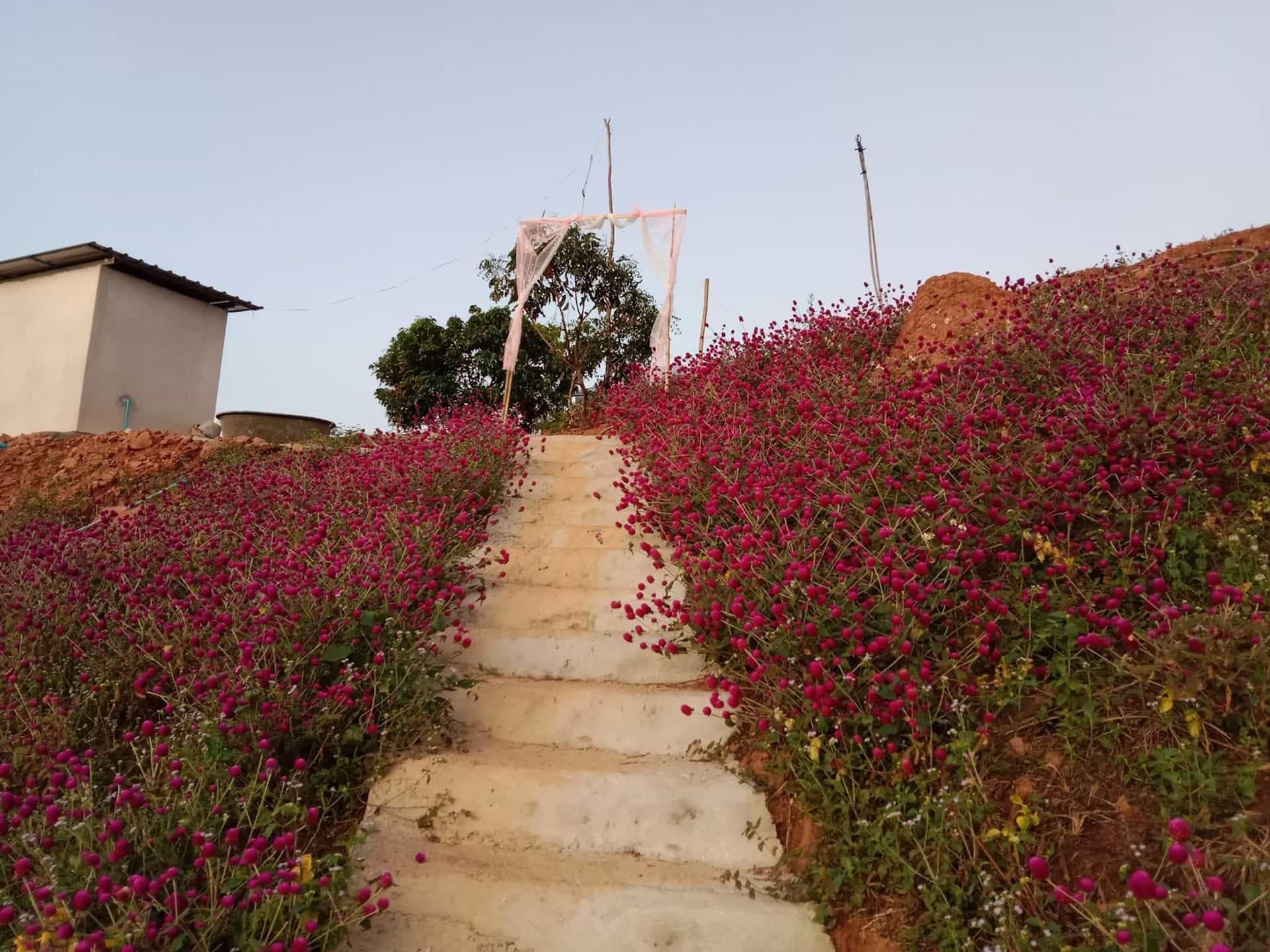 Inphulanga