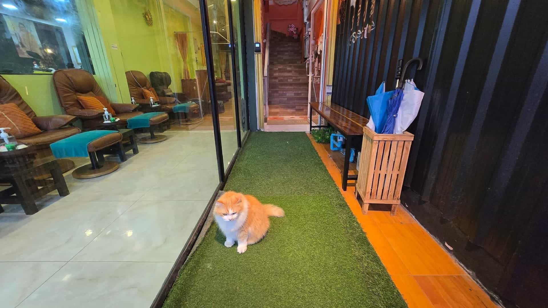 Phuket Sweet Cats Home