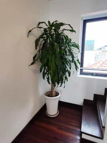 Davidduc's Duplex Apartment Xom Chua (5,6F)