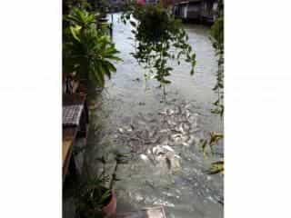 Bang Luang House