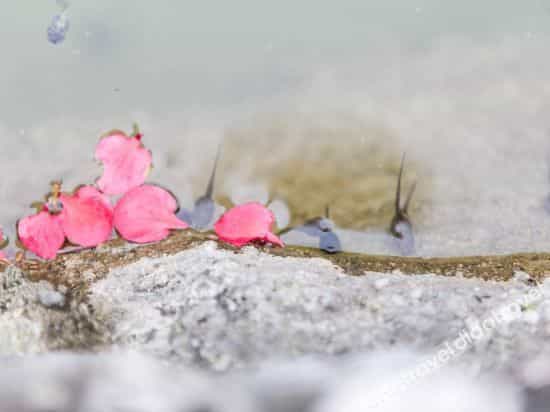 Tongqu Yinquan Hot Spring Resort