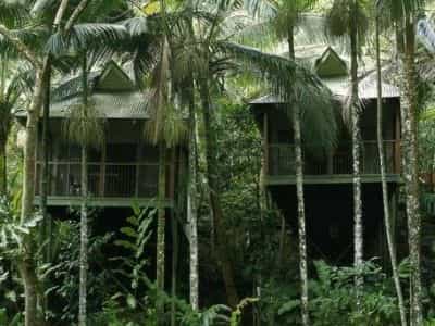 Daintree Ecolodge