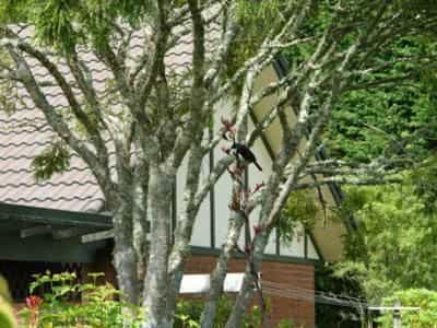 Clover Downs Estate