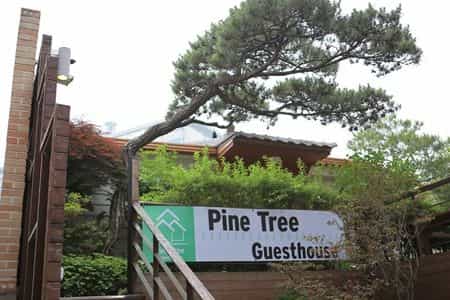 Pinetree Guesthouse