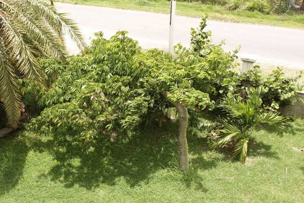 Caribbean Holiday Apartments
