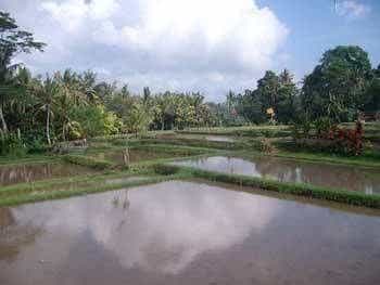 Ala's Green Lagoon Hotels