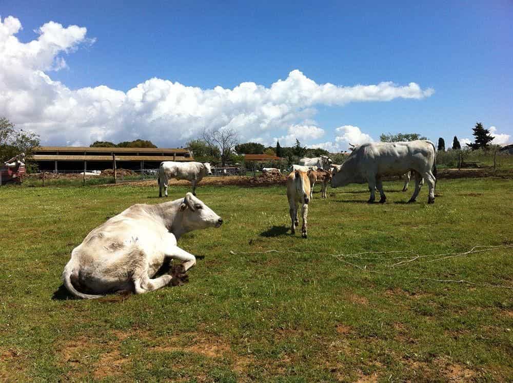 Agriturismo Al Girasole Farm Holiday B&B