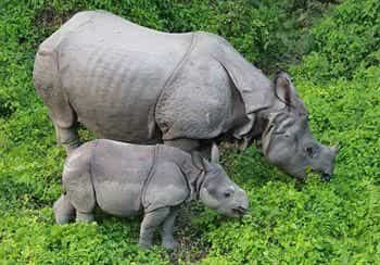 Rhino Lodge & Hotel Rhino Lodge & Hotel