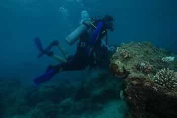 Blue Ribbon Dive Resort Blue Ribbon Dive Resort