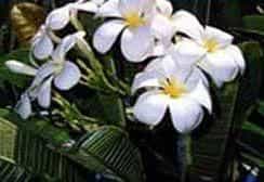 Hale Lani Bed & Breakfast