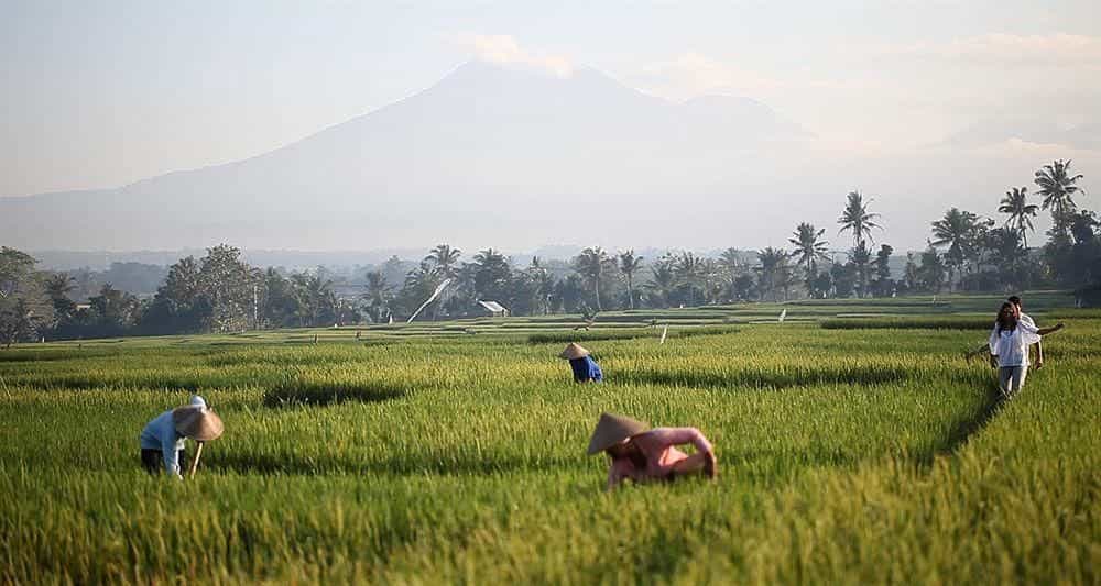 Alila Soori