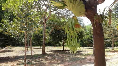 Chomdao Homestay Chomdao Homestay