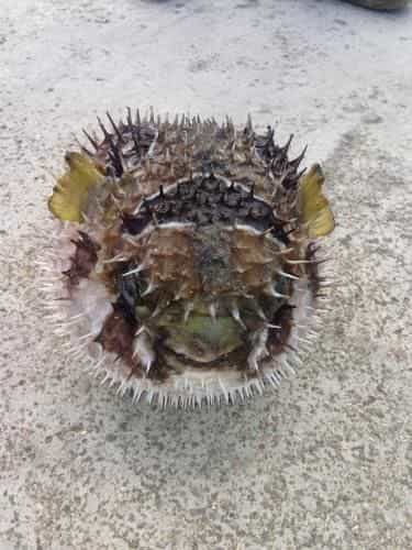 Big Boss Koh Chang Ranong Big Boss Koh Chang Ranong