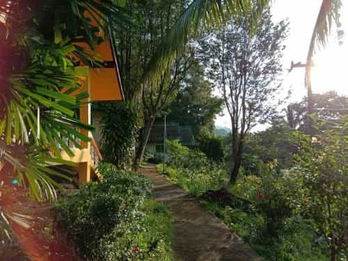 Coconut Garden Coconut Garden