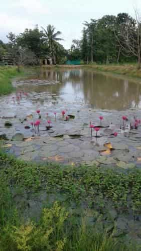 บ้านไร่ปลายนา โฮมสเตย์ บ้านไร่ปลายนา โฮมสเตย์