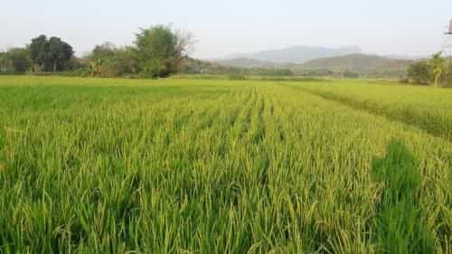Baan Sai Tharn บ้านสายธาร Baan Sai Tharn บ้านสายธาร