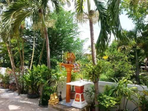 Coconut Palms