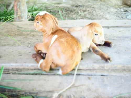 YaoIsland Resort and Farm
