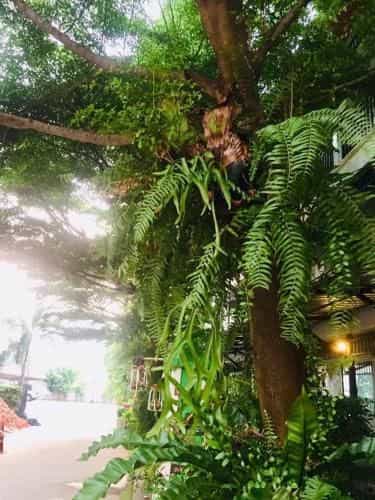 Greenplace And Coffee Doichang Greenplace And Coffee Doichang