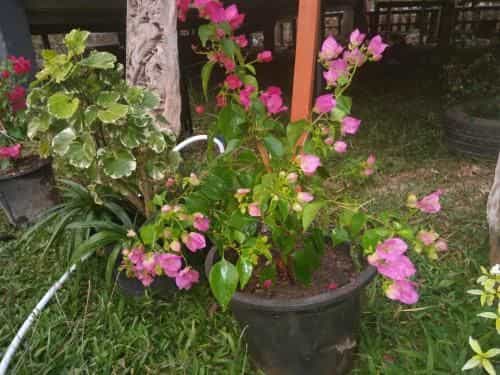 Pun Tang Resort Chiangrai Pun Tang Resort Chiangrai