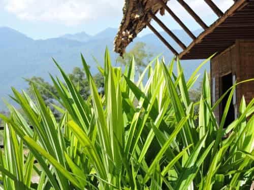 Spicy Pai Backpackers Spicy Pai Backpackers