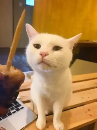 Mad Cat Hostel Osaka & Bar