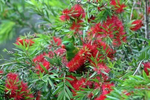 Bottlebrush B & B