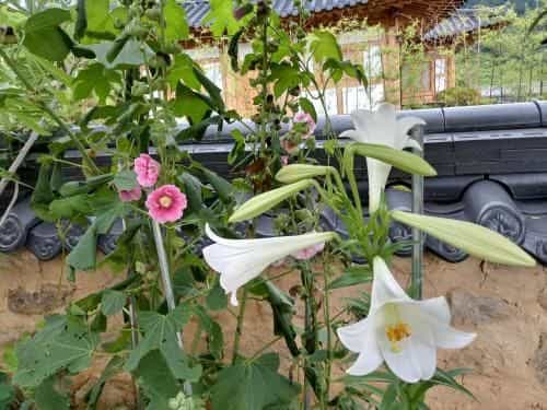 Mirinae Tradiational House