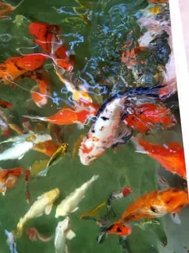 Little Dalat Coffee and Homestay Little Dalat Coffee and Homestay